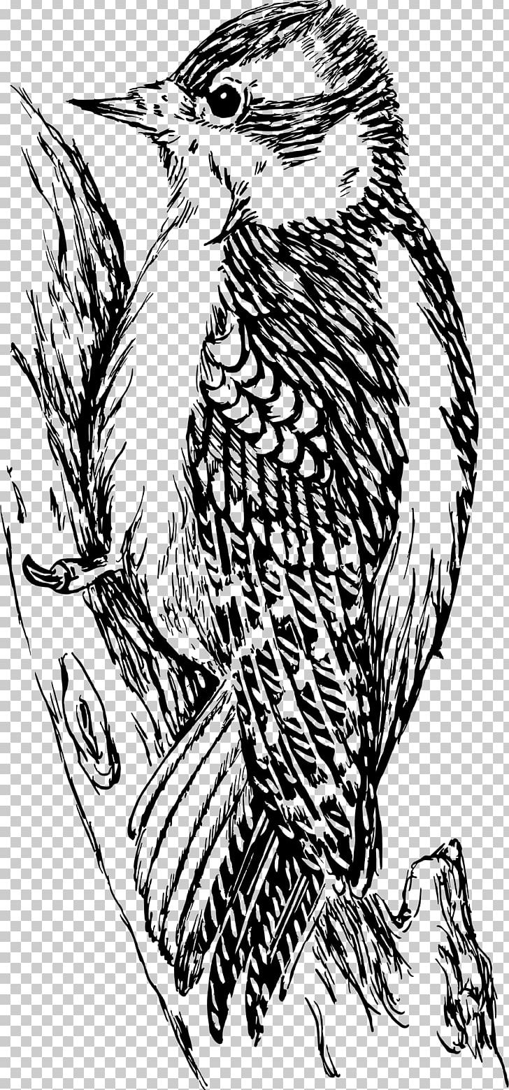 Downy Woodpecker Bird Black And White PNG, Clipart, Animals, Art, Artwork, Beak, Bird Of Prey Free PNG Download