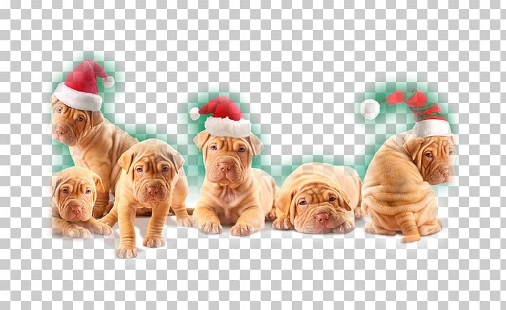 Shar Pei Puppy Christmas Desktop New Year PNG, Clipart, 2017, Animals, Carnivoran, Cartoon Dog, Chr Free PNG Download