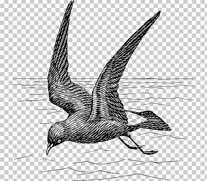 Bird Graphics Petrel PNG, Clipart, Art, Beak, Bird, Black And White, Claw Free PNG Download