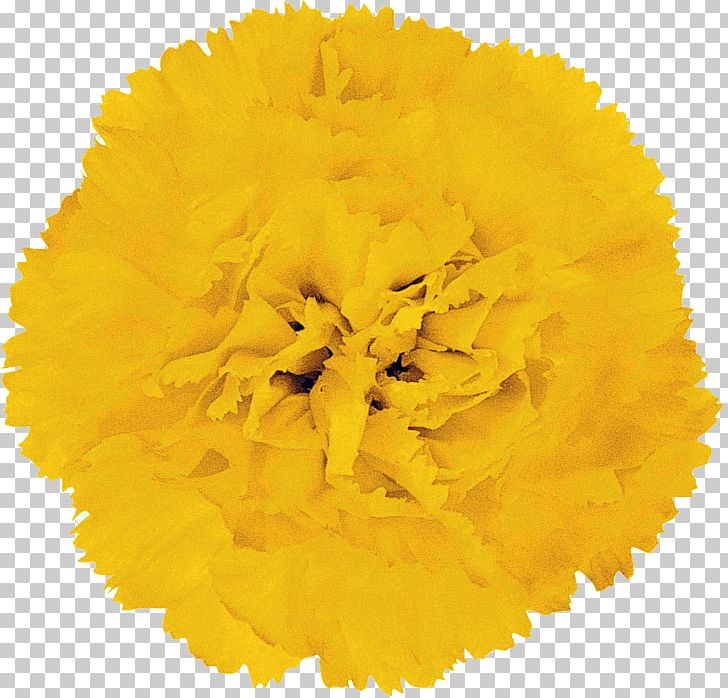 Flower Yellow Orange Rose Party PNG, Clipart, Birthday, Blue, Bluegreen, Carnation, Cut Flowers Free PNG Download