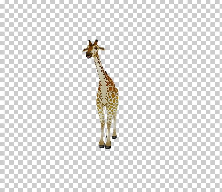 Giraffe Neck Terrestrial Animal Wildlife PNG, Clipart, Animal, Animal Figure, Animals, Fauna, F D Free PNG Download