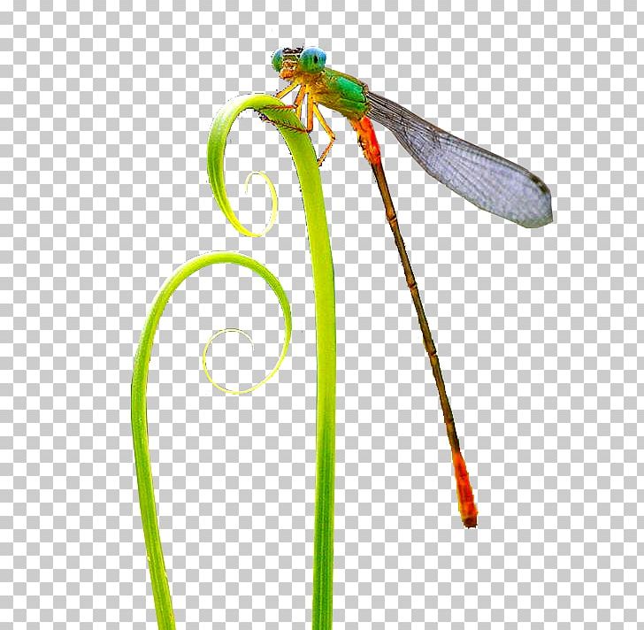 Insect Dragonfly Pollinator PNG, Clipart, 2017, Album, Animals, Dragonfly, Insect Free PNG Download