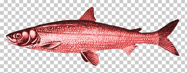 Kipper Red Herring Smoked Fish PNG, Clipart, Animal Figure, Bony Fish, Coho, Curing, Fallacy Free PNG Download