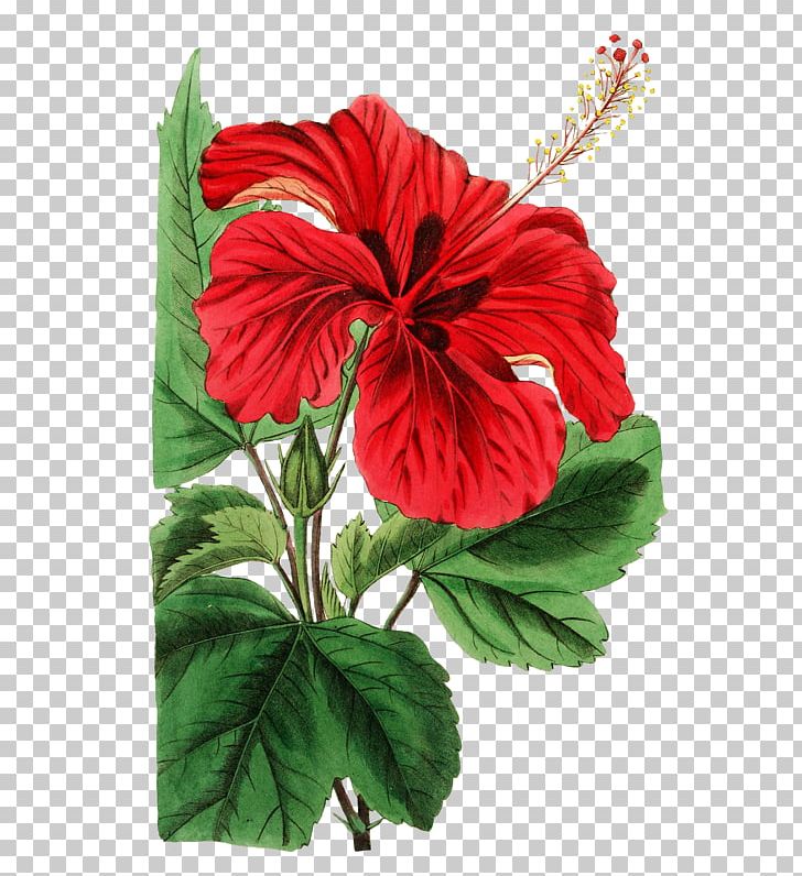 Shoeblackplant Common Hibiscus Shrub 重瓣朱槿 大花木槿 PNG, Clipart, Annual Plant, China Rose, Chinese Hibiscus, Common Hibiscus, Flower Free PNG Download
