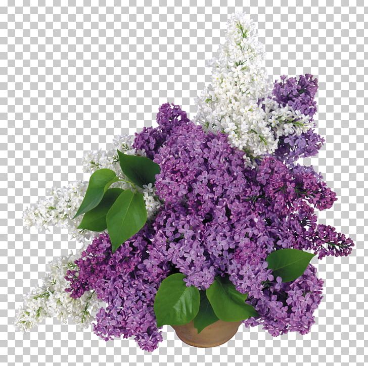 Desktop Common Lilac Display Resolution PNG, Clipart, Annual Plant, Common Lilac, Cut Flowers, Desktop Wallpaper, Display Resolution Free PNG Download
