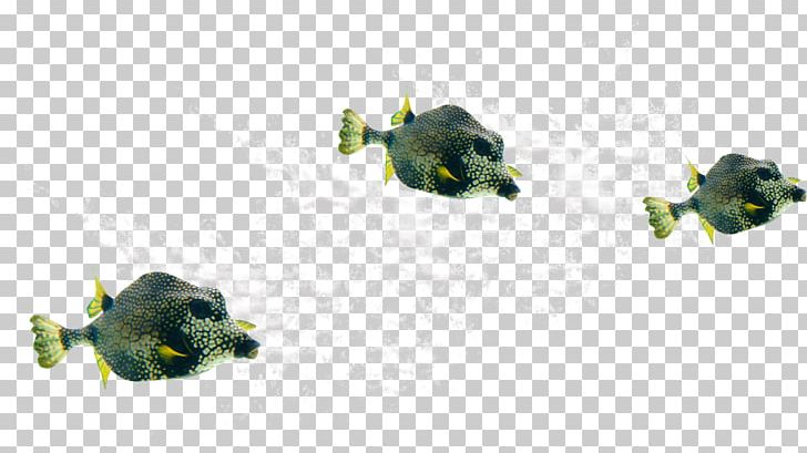 Fish PNG, Clipart, Animals, Aquarium Fish, Dots Per Inch, File Size, Fish Free PNG Download