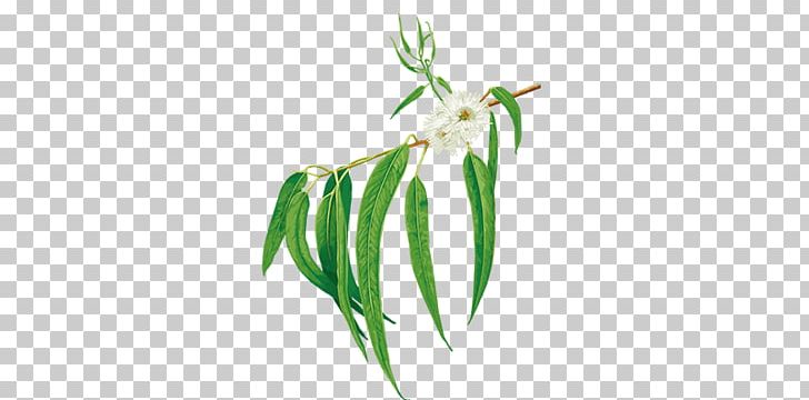Grasses Plant Stem Leaf Commodity PNG, Clipart, Commodity, Eucalyptus Oil, Family, Flower, Grass Free PNG Download