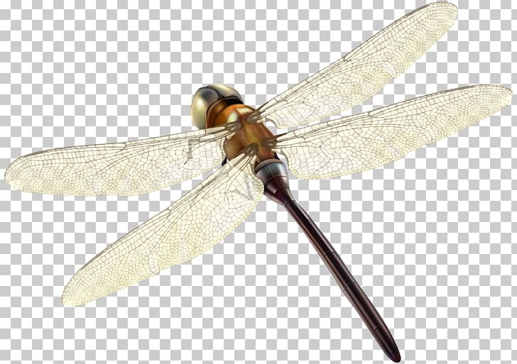 Insect Dragonfly Invertebrate Propeller Arthropod PNG, Clipart, Arthropod, Dragonflies And Damseflies, Dragonfly, Insect, Insects Free PNG Download