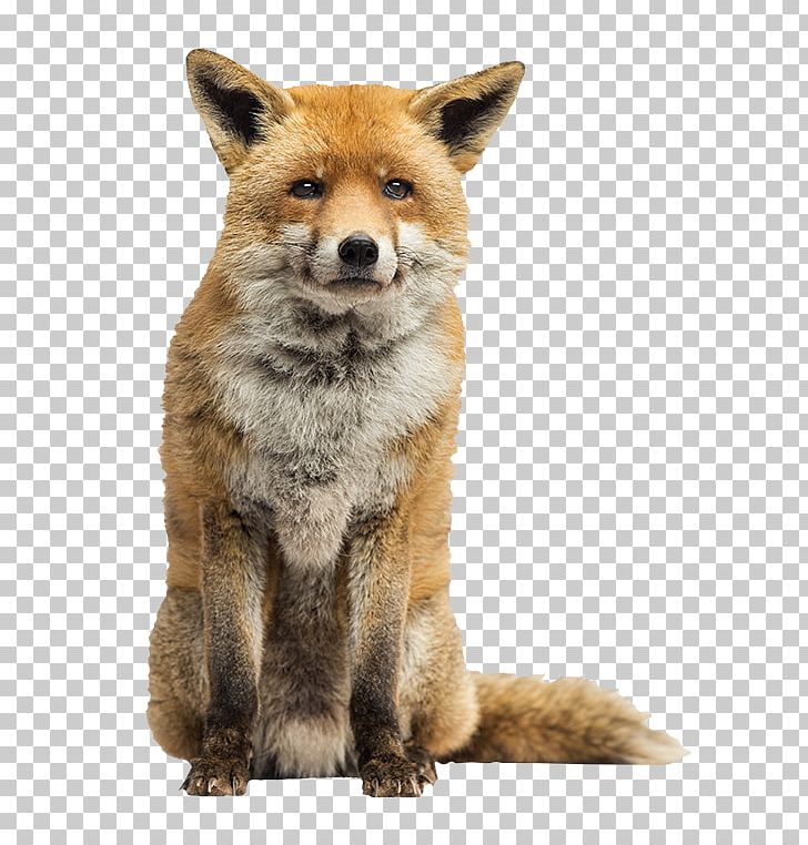 Red Fox Arctic Fox Stock Photography PNG, Clipart, Animal, Animals, Arctic Fox, Carnivoran, Desktop Wallpaper Free PNG Download