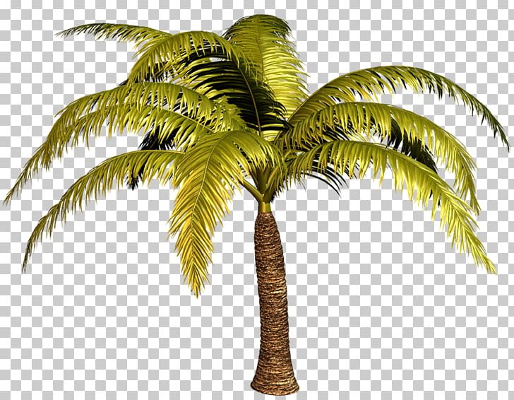 Babassu Arecaceae Tree Date Palm PNG, Clipart, Arecaceae, Arecales, Asian Palmyra Palm, Attalea, Attalea Speciosa Free PNG Download