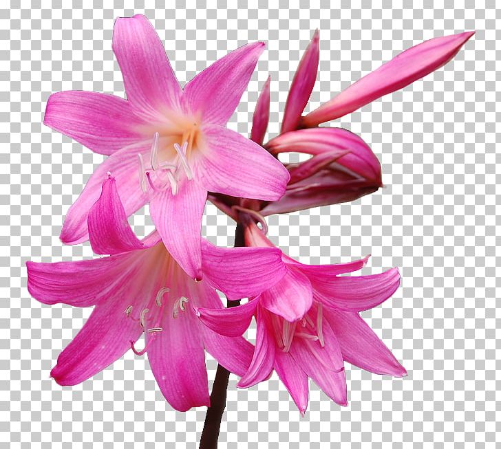 Flower Amaryllis Belladonna Hippeastrum Lilium PNG, Clipart, 1800flowers, Amaryllis, Amaryllis Belladonna, Amaryllis Family, Arumlily Free PNG Download