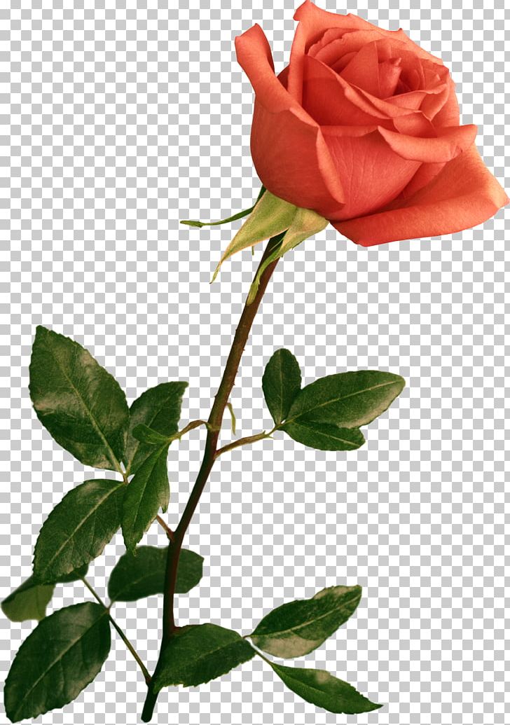 Flower Bouquet Rose Pink PNG, Clipart, Branch, Bud, China Rose, Cut Flowers, Floribunda Free PNG Download