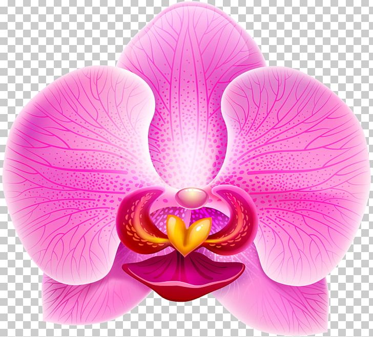 Moth Orchids PNG, Clipart, Closeup, Desktop Wallpaper, Flower, Flowering Plant, Lilac Free PNG Download