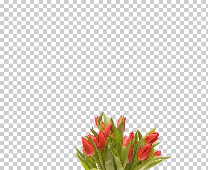 Tulip Flower Bouquet Desktop PNG, Clipart, 1080p, Computer, Cut Flowers, Desktop Wallpaper, Floral Design Free PNG Download