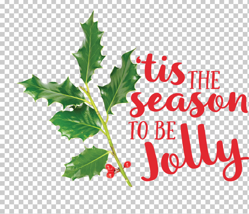 Holly PNG, Clipart, Aquifoliales, Biology, Fruit, Holly, Leaf Free PNG Download
