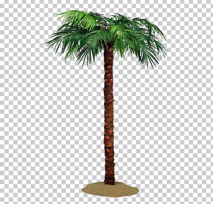 Asian Palmyra Palm Coconut Arecaceae Tree PNG, Clipart, Arecaceae, Arecales, Asian Palmyra Palm, Borassus Flabellifer, Coconut Free PNG Download