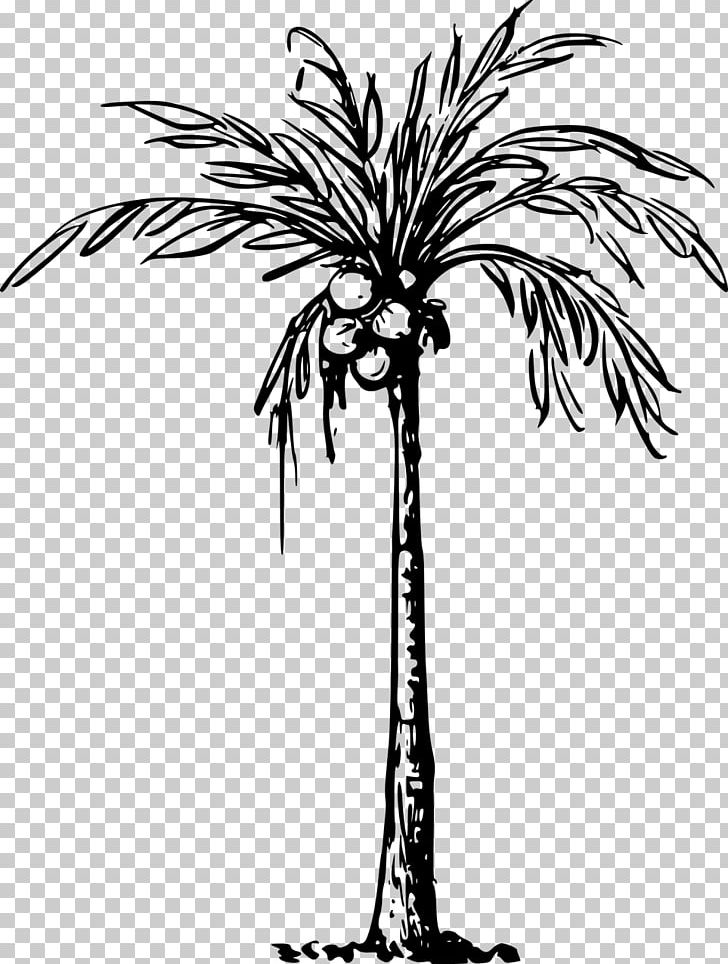 Coconut Arecaceae Drawing PNG, Clipart, Arecales, Black And White, Borassus Flabellifer, Branch, Coconut Free PNG Download