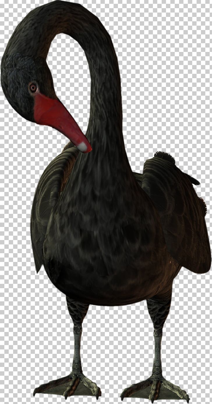 Bird Cygnini Duck Goose PNG, Clipart, Animals, Anseriformes, Beak, Bird, Black Swan Free PNG Download