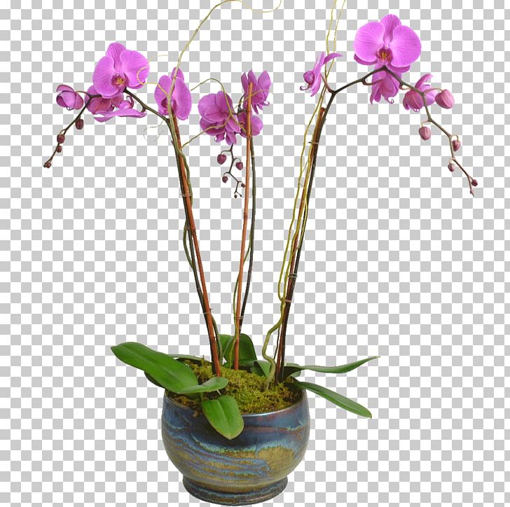 Flower Moth Orchids Plant Stem PNG, Clipart, Blossom, Branch, Bulb, Cattleya, Cattleya Orchids Free PNG Download