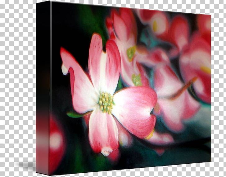 Gallery Wrap Canvas Painting Art Close-up PNG, Clipart, Art, Blossom, Canvas, Closeup, Dogwood Free PNG Download