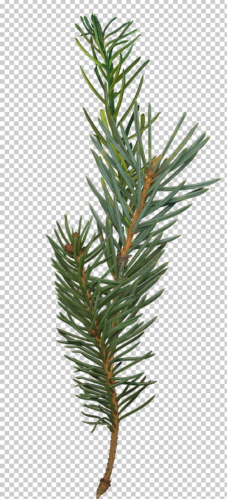 Pine Fir Branch Spruce Tree PNG, Clipart, Branch, Christmas, Conifer, Conifer Cone, Conifers Free PNG Download