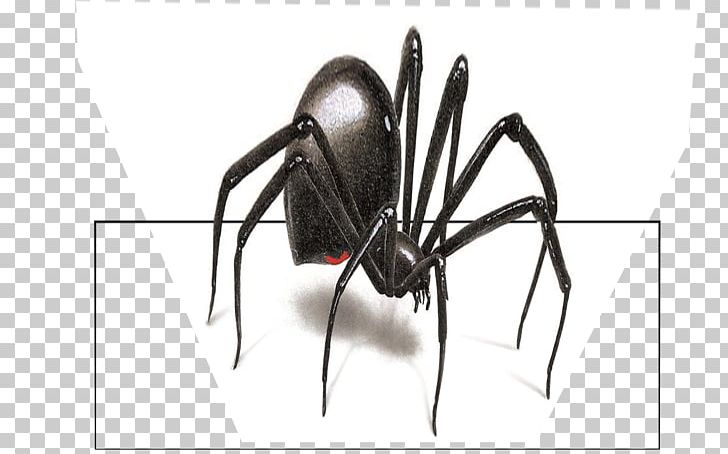 Wall Decal Sticker Spider PNG, Clipart, Arachnid, Arthropod, Black Widow, Comic, Decal Free PNG Download