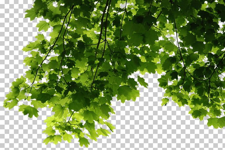 Leaves Corner PNG, Clipart, Leaves, Nature Free PNG Download