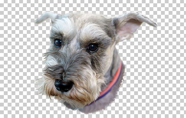 Miniature Schnauzer Standard Schnauzer Schnoodle Lakeland Terrier Companion Dog PNG, Clipart, Breed, Carnivoran, Companion Dog, Dog, Dog Breed Free PNG Download