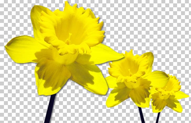Image File Formats Others Plant Stem PNG, Clipart, Amaryllis Family, Computer Icons, Cut Flowers, Daffodil, Daffodils Free PNG Download