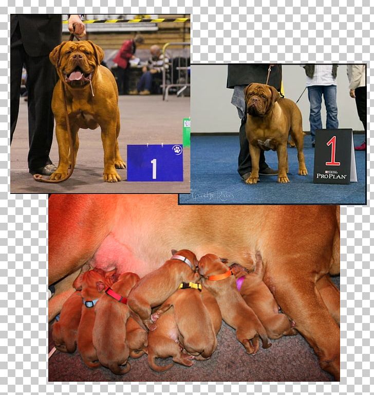 Dog Breed Dogue De Bordeaux Tosa Puppy Non-sporting Group PNG, Clipart, Animals, Breed, Breed Group Dog, Ca De Bou, Carnivoran Free PNG Download