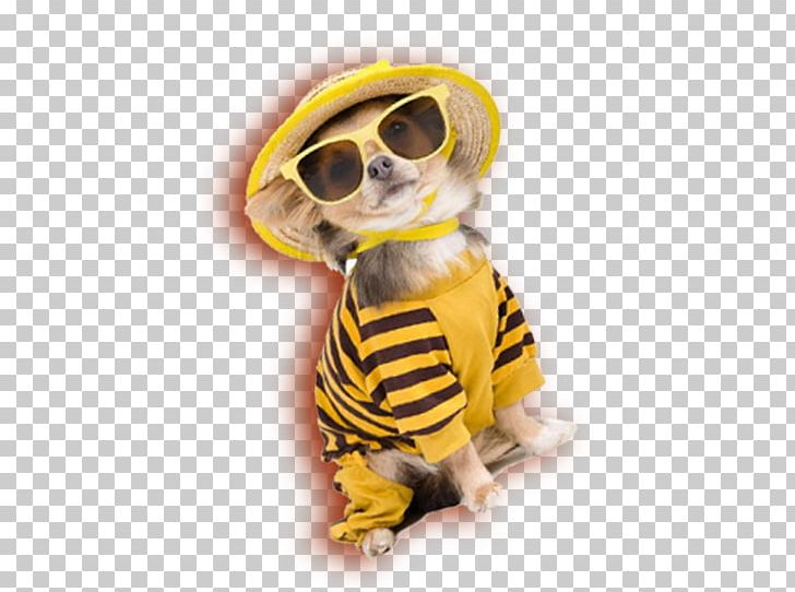 Dog Puppy Cuteness PNG, Clipart, Animal, Animals, Animation, Carnivoran, Clothes Free PNG Download