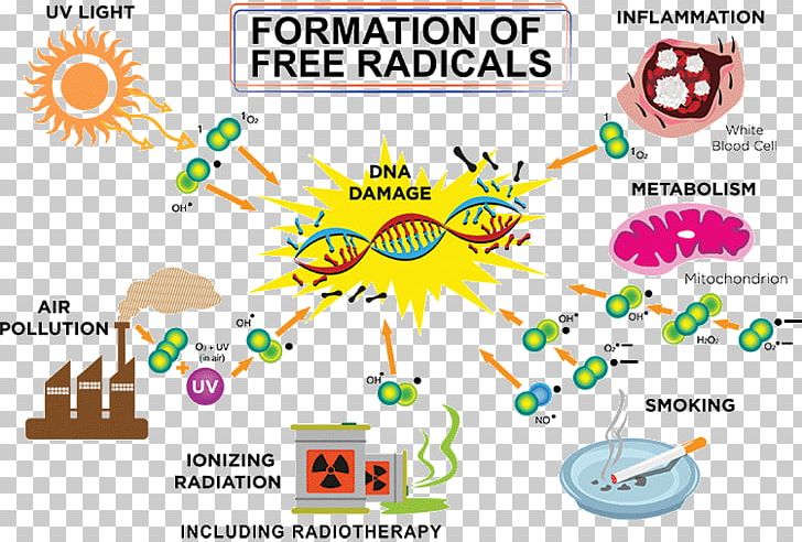 Free-radical Theory Of Aging Antioxidant Molecule Unpaired Electron PNG, Clipart, Area, Ascorbic Acid, Atom, Brand, Cell Free PNG Download
