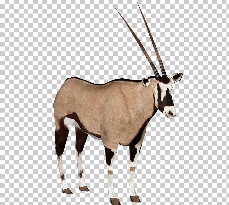 Gemsbok Antelope Gazelle Fringe-eared Oryx PNG, Clipart, Antelope, Antler, Cow Goat Family, Deer, Figurine Free PNG Download
