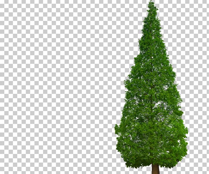 Metasequoia Glyptostroboides Tree Plant Chinese Fir Cypress PNG, Clipart, Aquatic Plants, Arbre Dalignement, Biome, Christmas Decoration, Christmas Ornament Free PNG Download