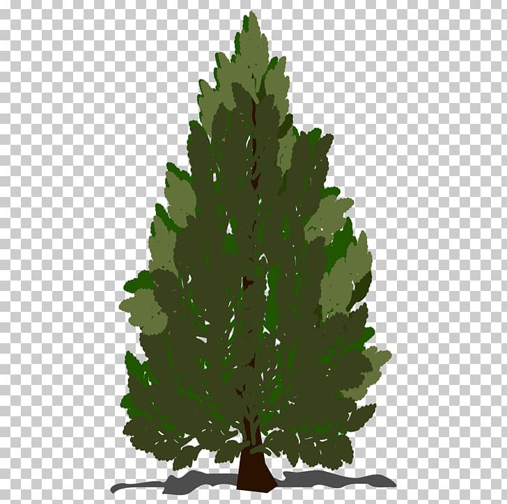 Pinus Contorta Scots Pine Pinus Taeda Tree PNG, Clipart, Arborvitae, Branch, Christmas Tree, Computer Icons, Conifer Free PNG Download
