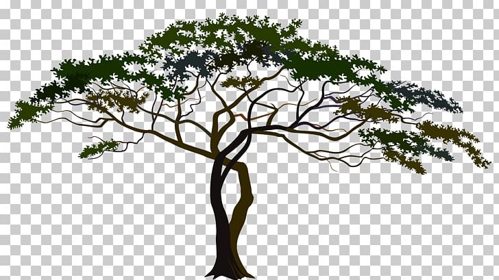 Savannah Tree Foundation PNG, Clipart, Arecaceae, Branch, Flora, Flower, Flowering Plant Free PNG Download