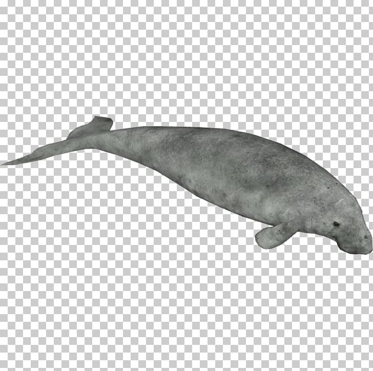 Dugong MIME PNG, Clipart, Animals, Category, Computer Icons, Dolphin, Download Free PNG Download