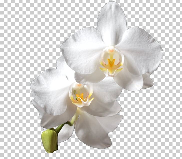Moth Orchids White Cattleya Orchids PNG, Clipart, Cattleya, Cattleya Orchids, Close, Closeup, Cut Flowers Free PNG Download