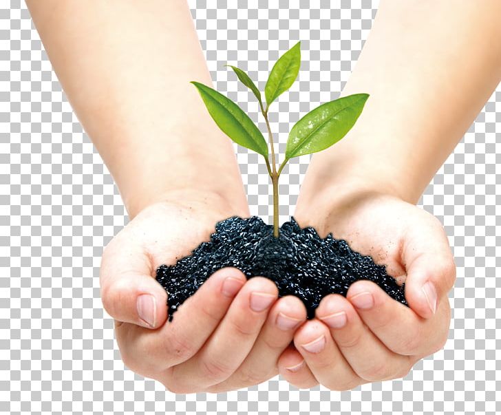 Plant Environmental Protection Project Charcoal PNG, Clipart, Berry, Biodiversity, Business, Coal, Coal Texture Free PNG Download