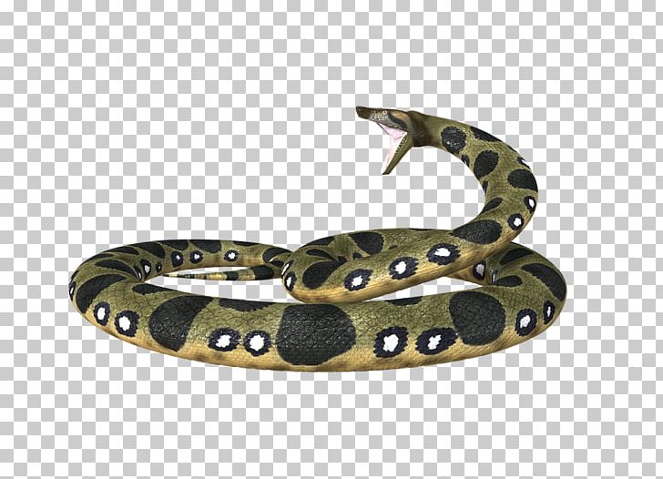 Snake Boa Constrictor Green Anaconda PNG, Clipart, Anaconda, Animals, Boa Constrictor, Boas, Green Anaconda Free PNG Download