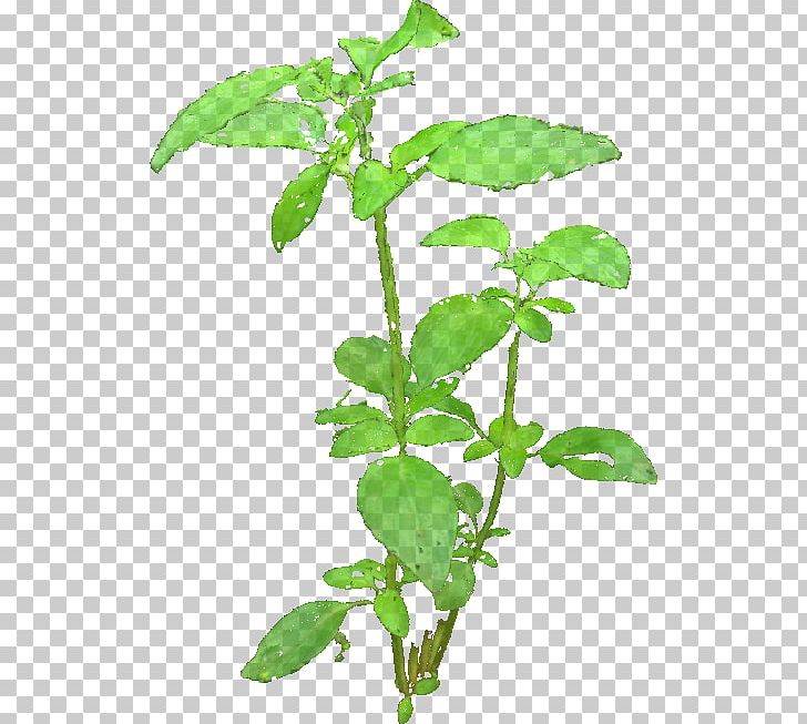 Three-dimensional Space Structure From Motion 3D Reconstruction From Multiple S 3D Modeling PNG, Clipart, 3d Modeling, 3d Reconstruction, Art, Basil, Basil Leaves Free PNG Download