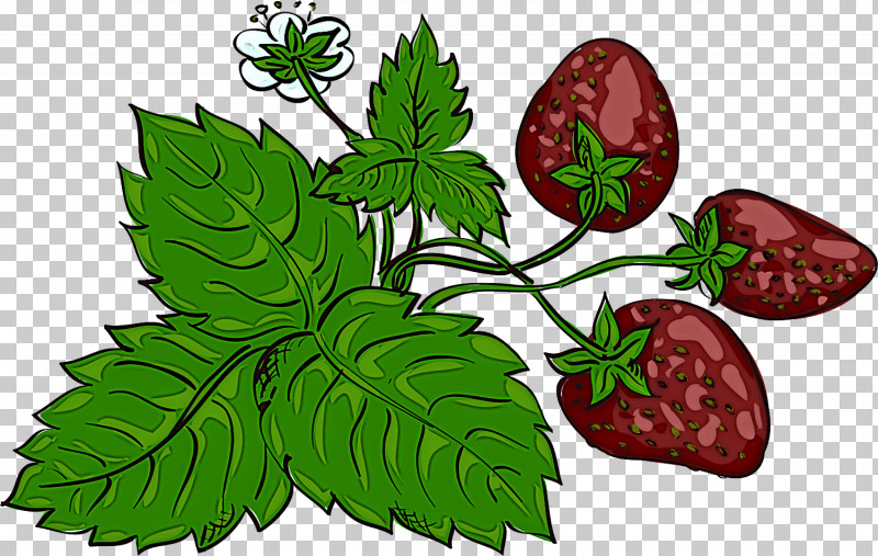 Strawberry PNG, Clipart, Biology, Flower, Fruit, Herb, Herbal Medicine Free PNG Download