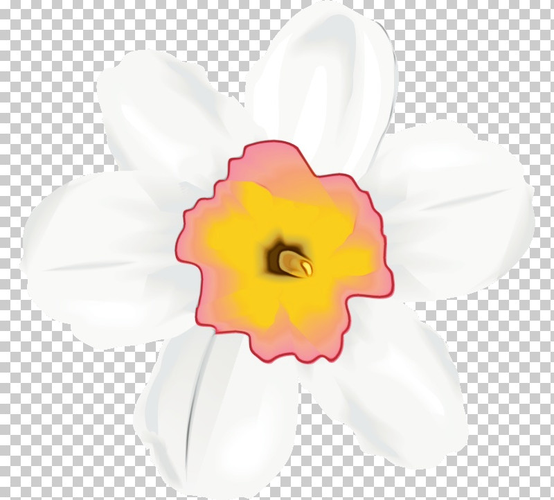 White Petal Flower Pink Yellow PNG, Clipart, Amaryllis Family, Flower, Herbaceous Plant, Narcissus, Paint Free PNG Download