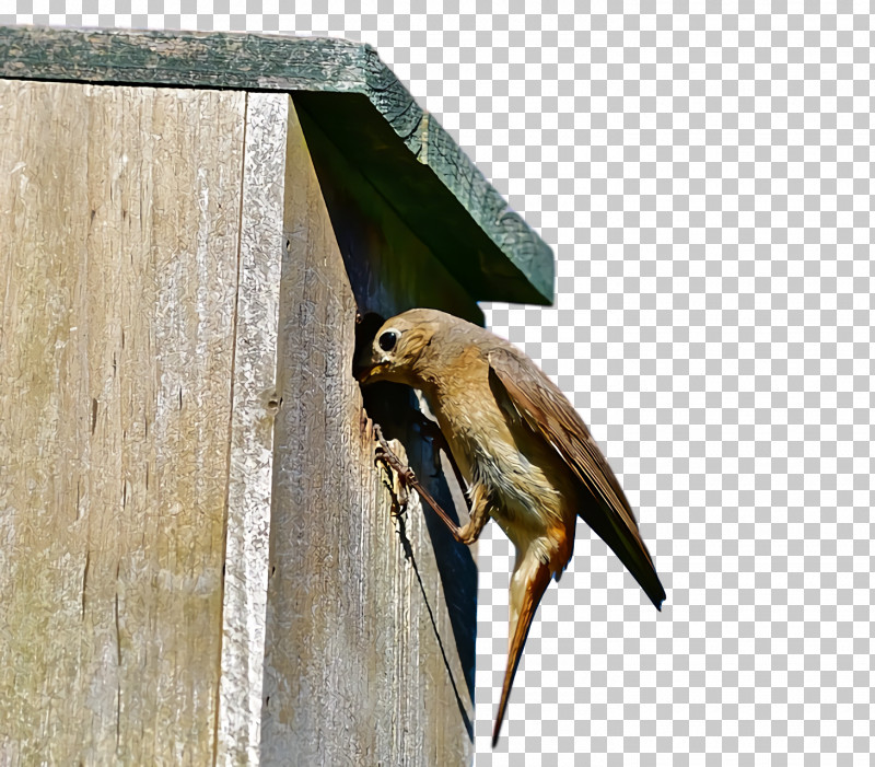 Hawk Falcon Beak Nest Box PNG, Clipart, Beak, Falcon, Hawk, Nest Box Free PNG Download