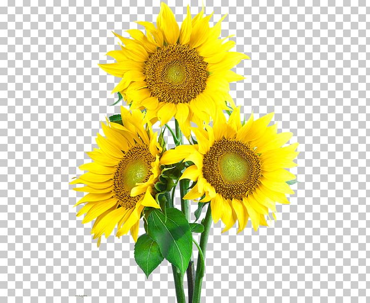 Common Sunflower PNG, Clipart, Annual Plant, Cari, Common Sunflower, Computer Icons, Cut Flowers Free PNG Download
