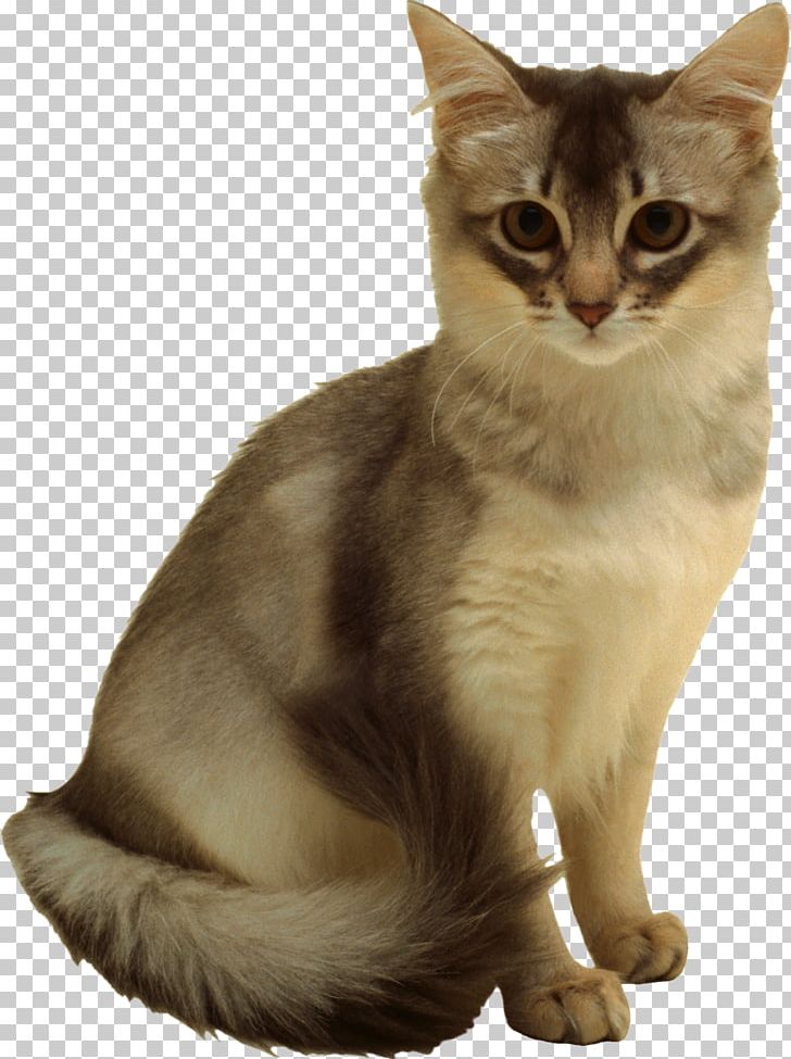 Felidae Kitten Norwegian Forest Cat Domestic Short-haired Cat PNG, Clipart, American Wirehair, Animals, Asian, Australian Mist, Bal Free PNG Download