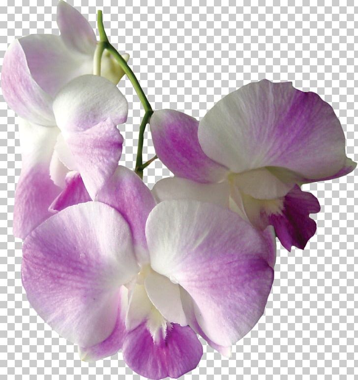 Flower Spathoglottis PNG, Clipart, Cattleya, Cut Flowers, Dendrobium, Everlasting Sweet Pea, Flower Free PNG Download