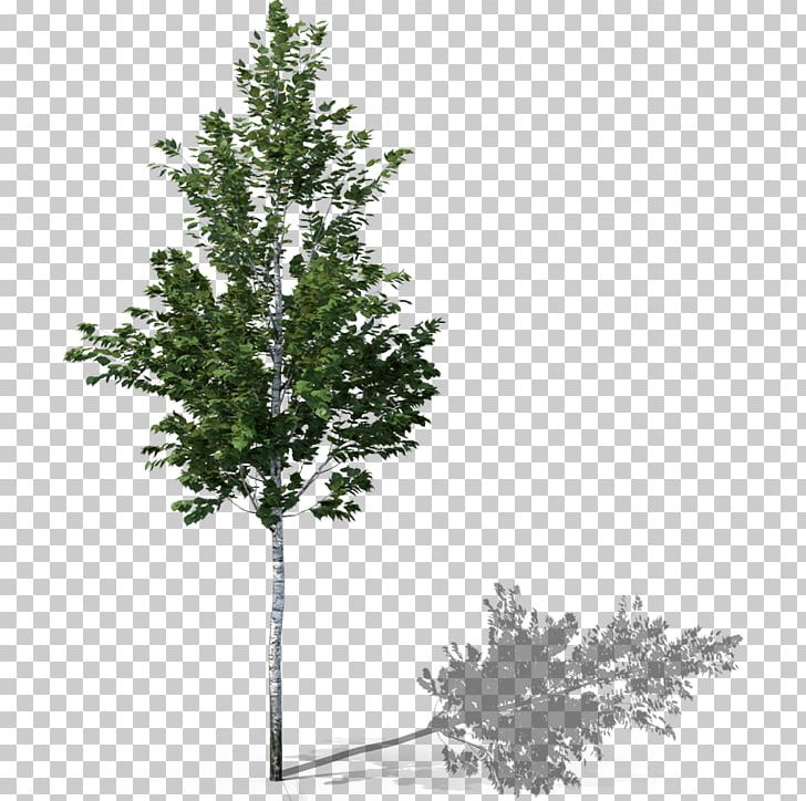 Fir Spruce Twig Evergreen Shrub PNG, Clipart, Birch, Birch Tree, Branch, Conifer, Evergreen Free PNG Download