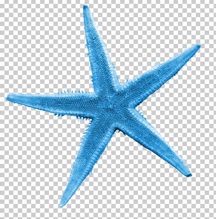 Starfish Illustration PNG, Clipart, Animals, Beautiful, Beautiful Starfish, Blue, Blue Abstract Free PNG Download