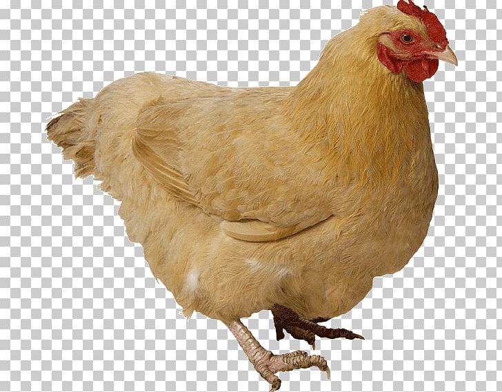 Chicken As Food Poultry PNG, Clipart, Animals, Beak, Bird, Chicken, Chicken As Food Free PNG Download